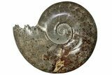 Polished Ammonite (Cleoniceras) Fossil - Madagascar #211684-1